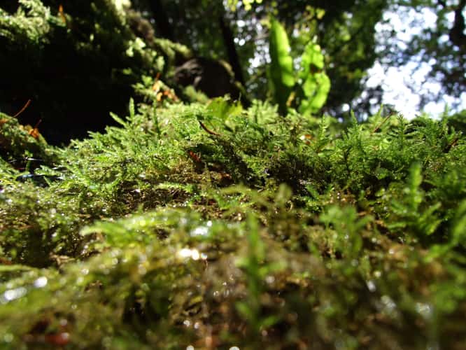 Puzzlewood