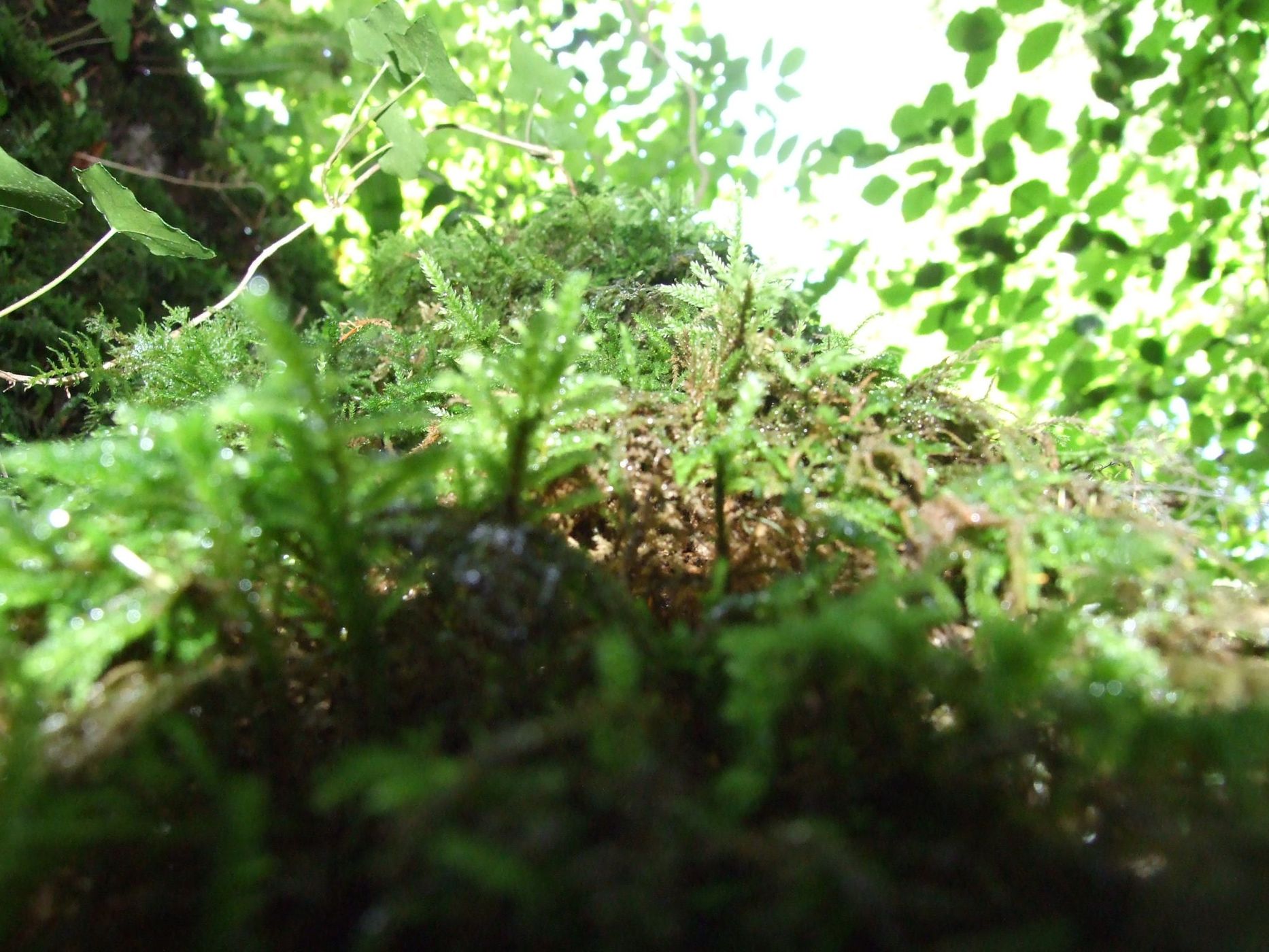Puzzlewood, United Kingdom