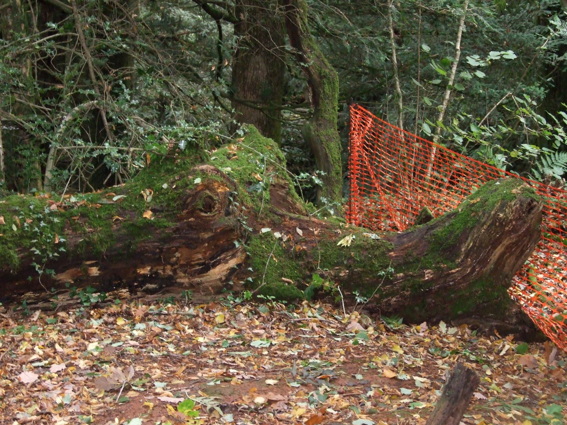 Puzzlewood, United Kingdom