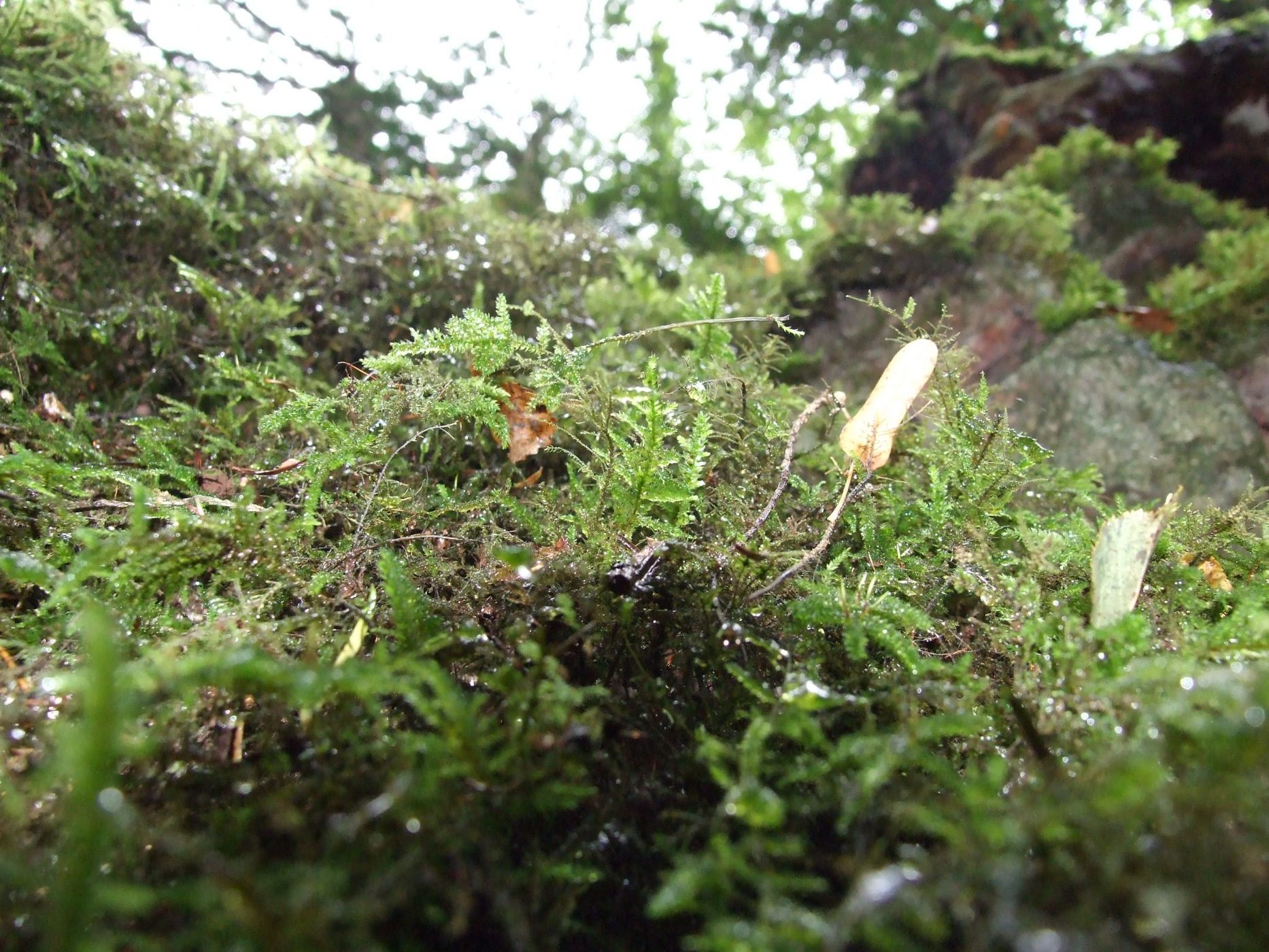 Puzzlewood, United Kingdom