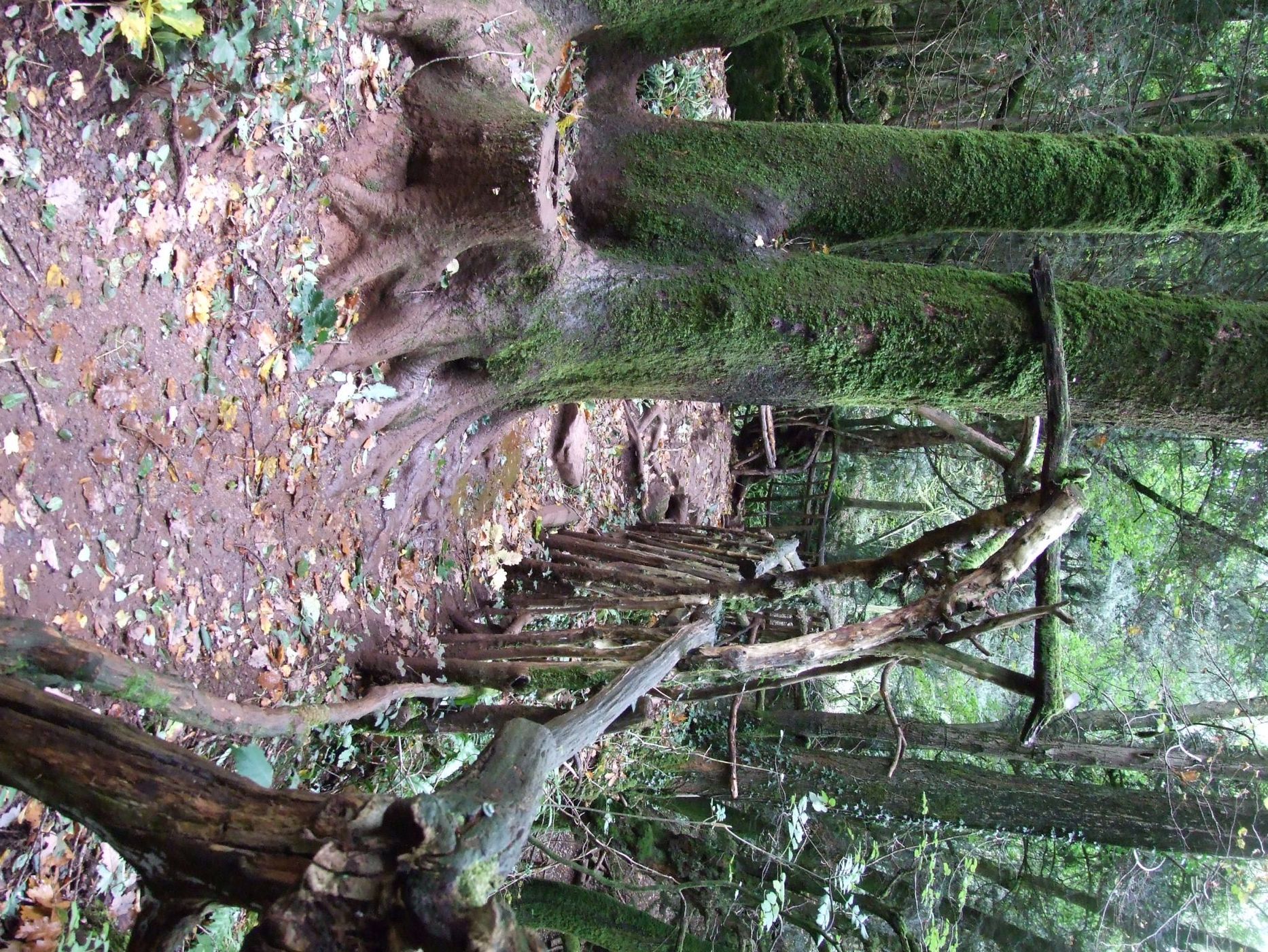 Puzzlewood, United Kingdom