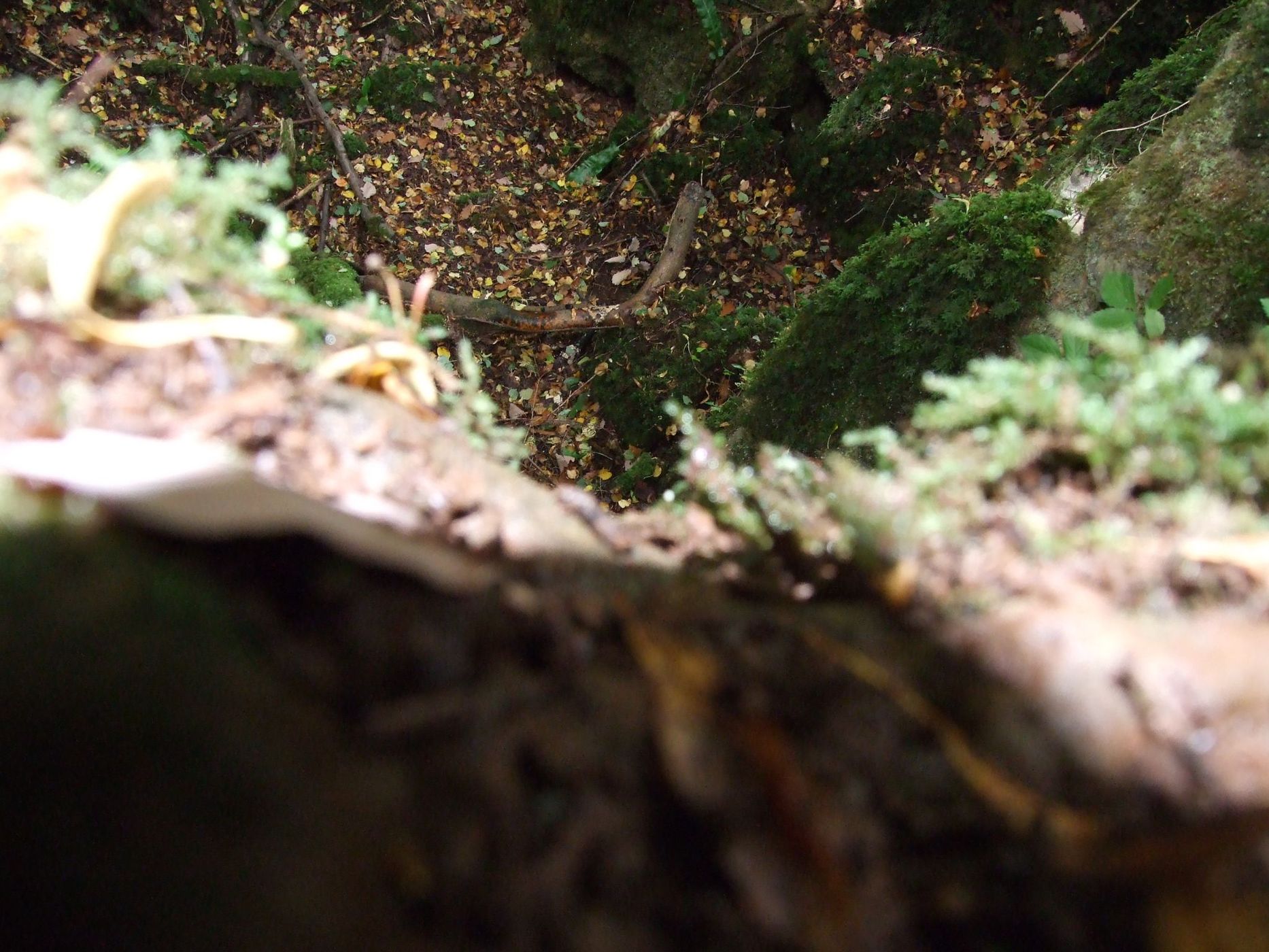 Puzzlewood, United Kingdom