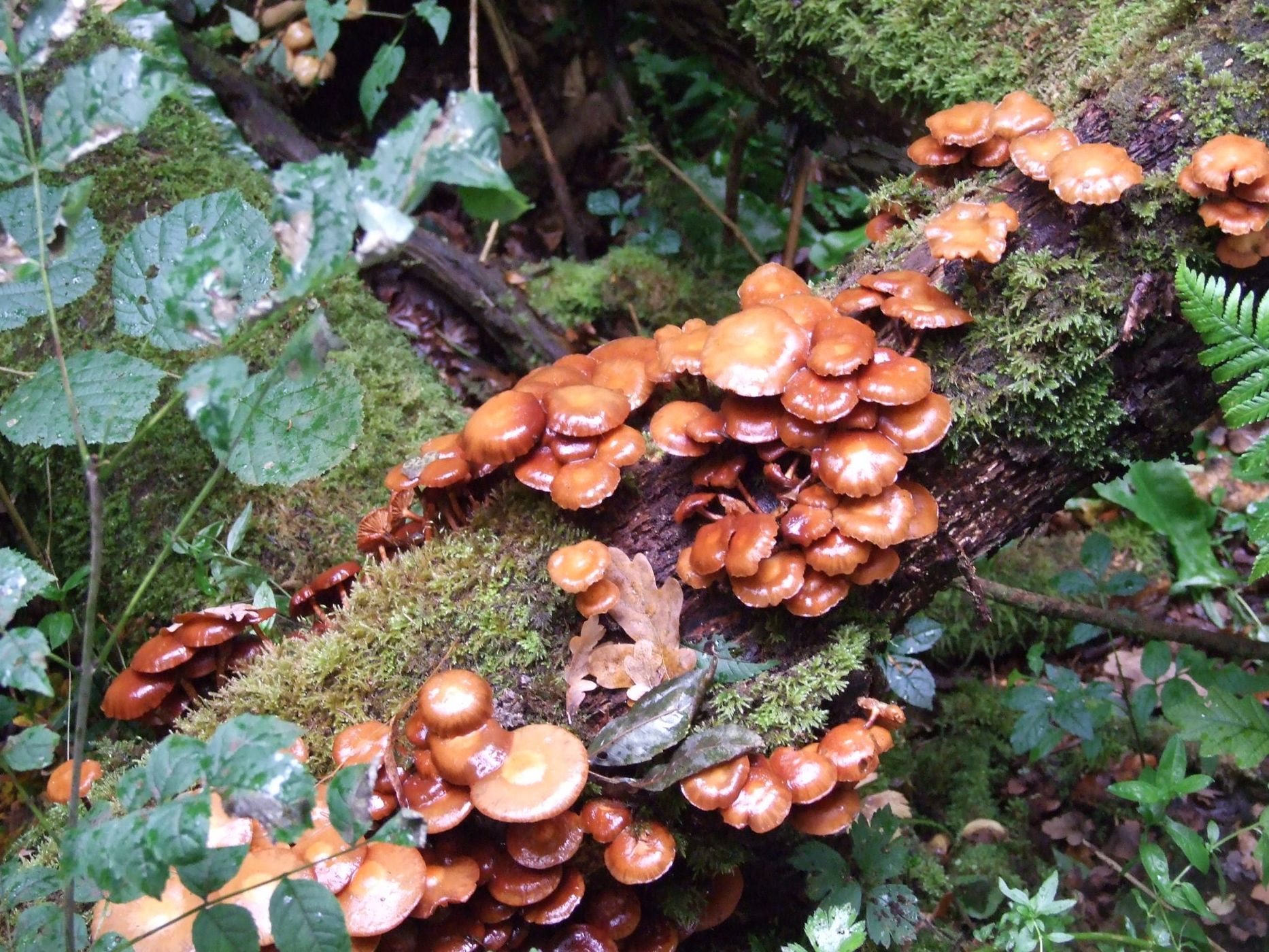 Puzzlewood, United Kingdom