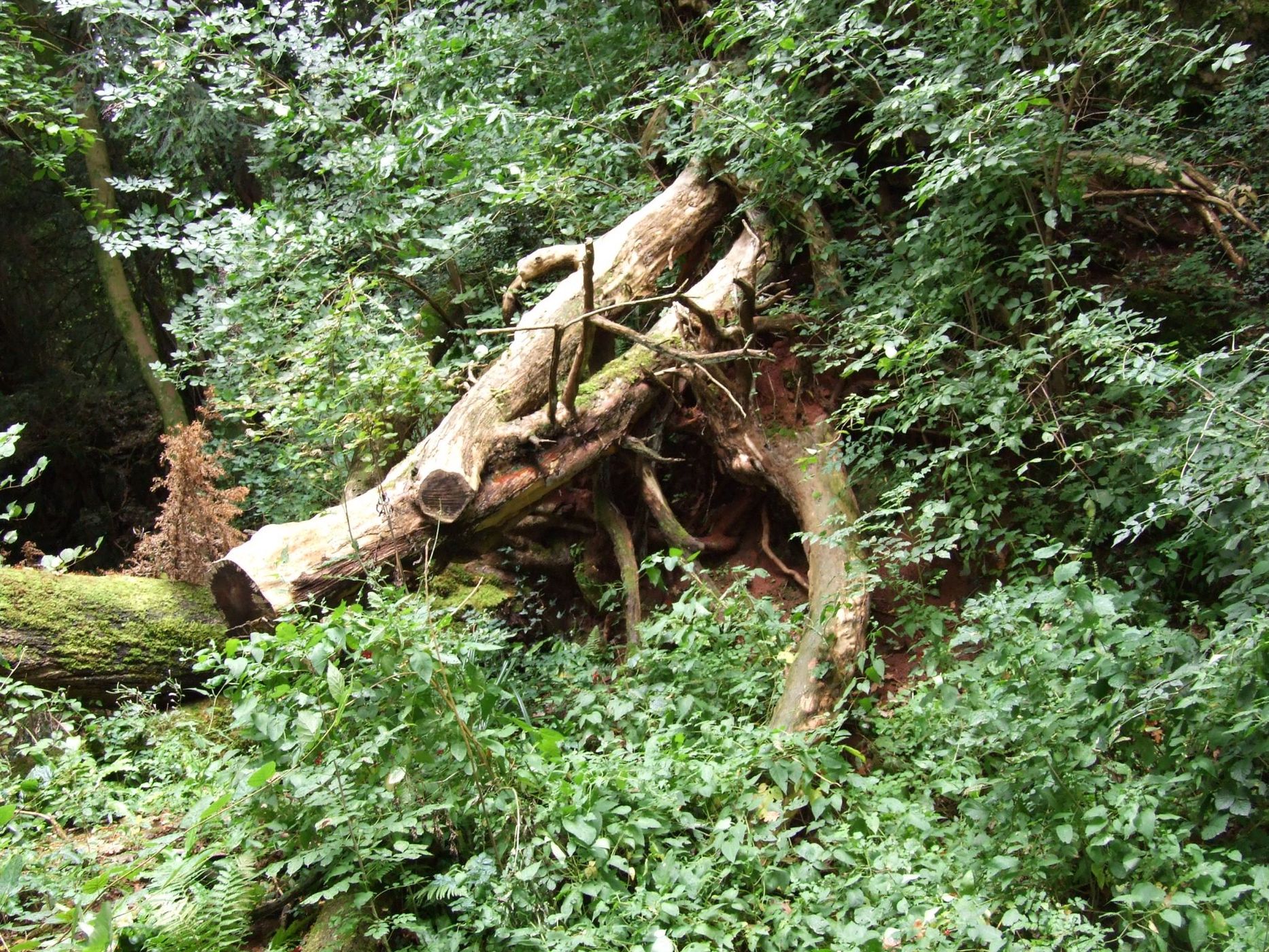 Puzzlewood, United Kingdom