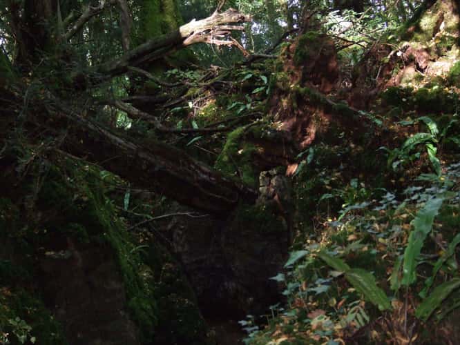 Puzzlewood