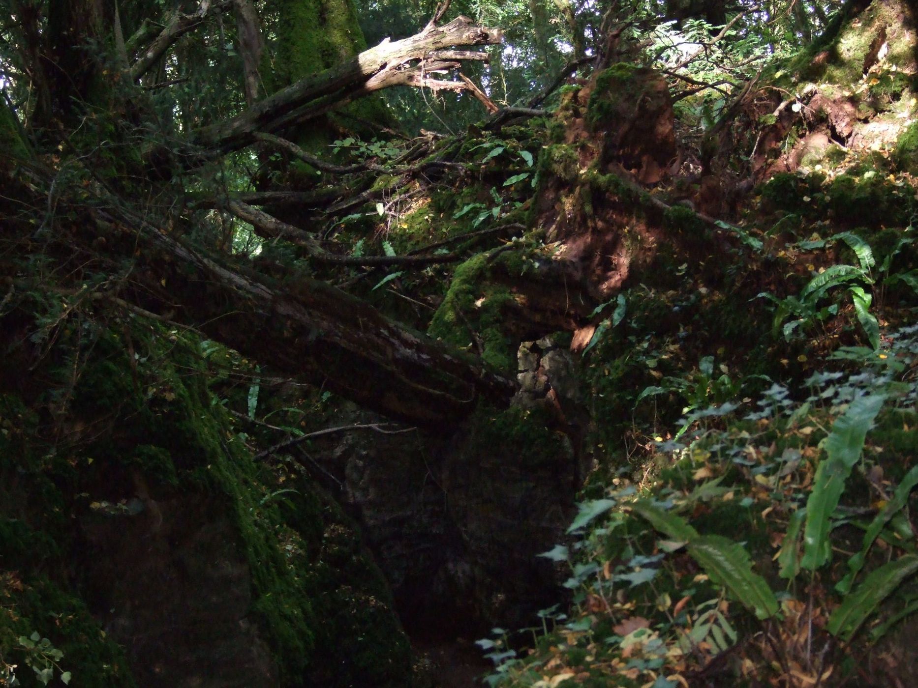 Puzzlewood, United Kingdom