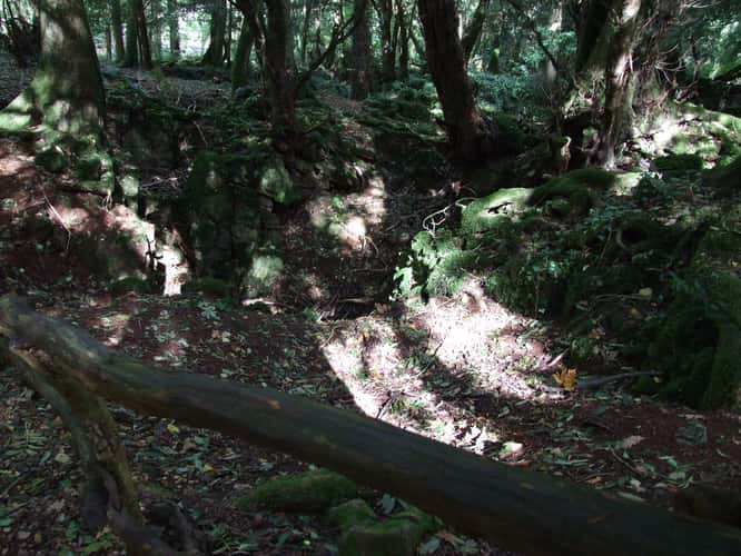 Puzzlewood