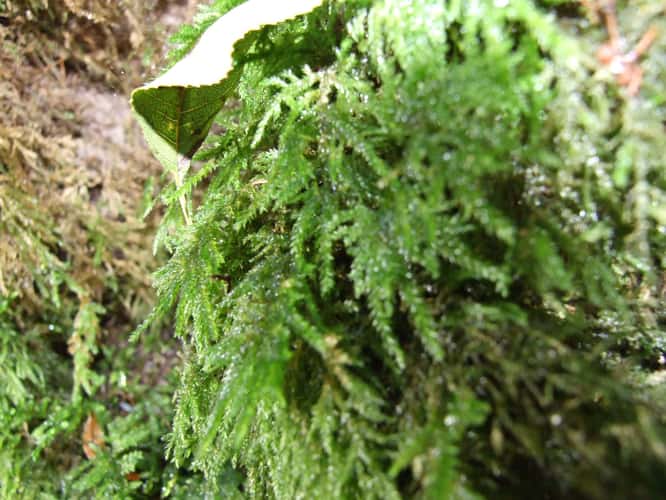 Puzzlewood