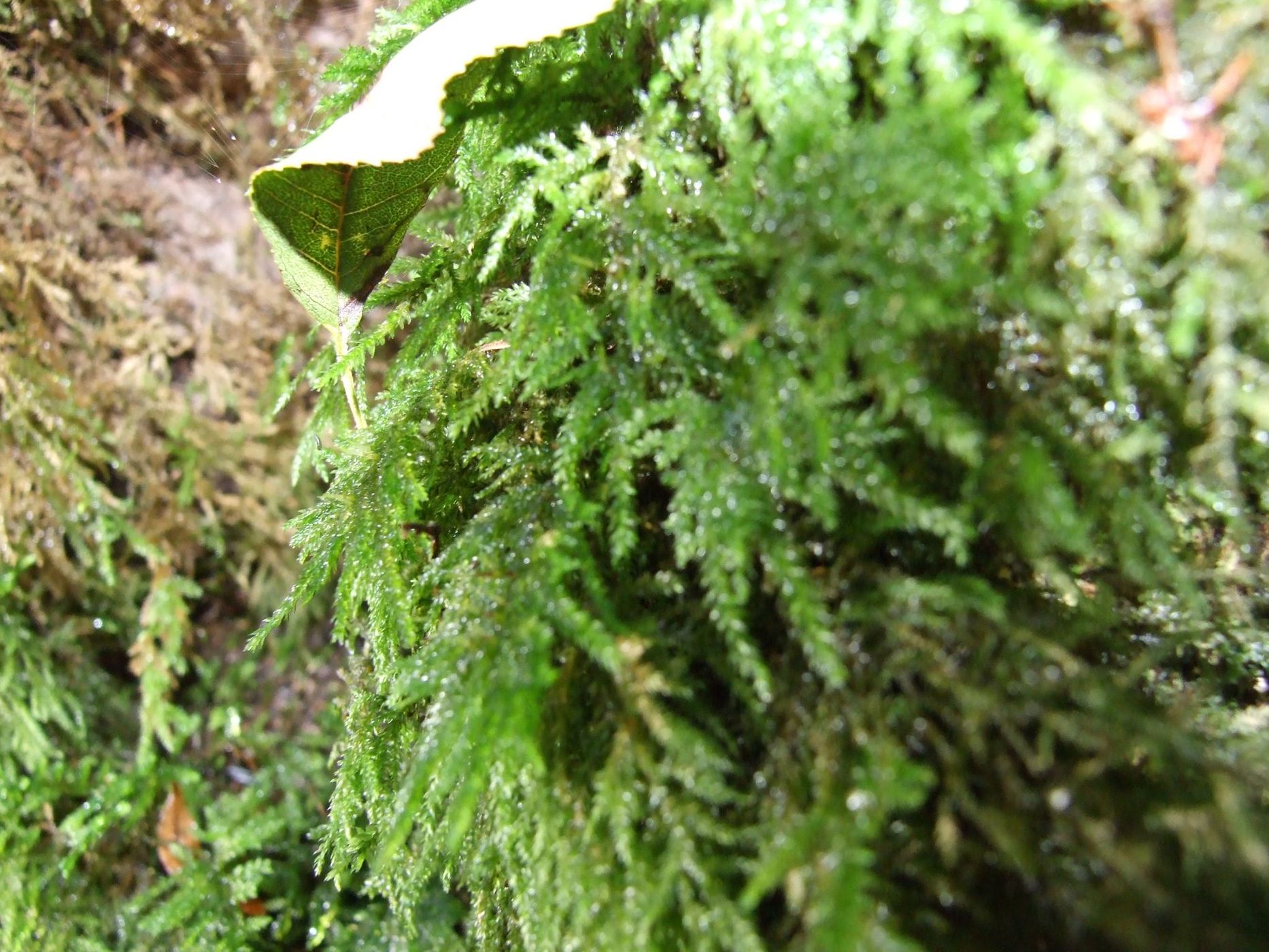 Puzzlewood, United Kingdom