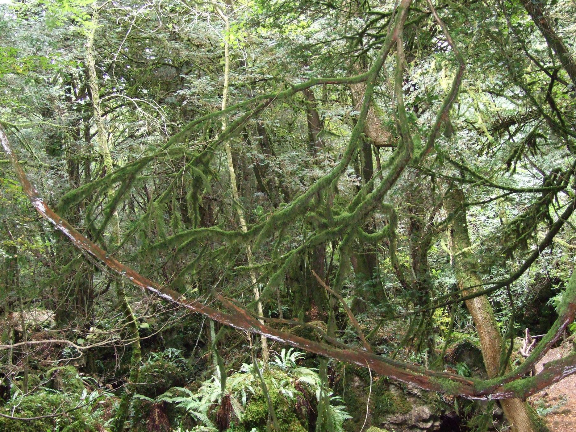 Puzzlewood, United Kingdom