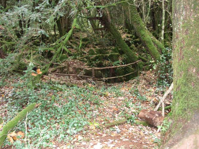 Puzzlewood