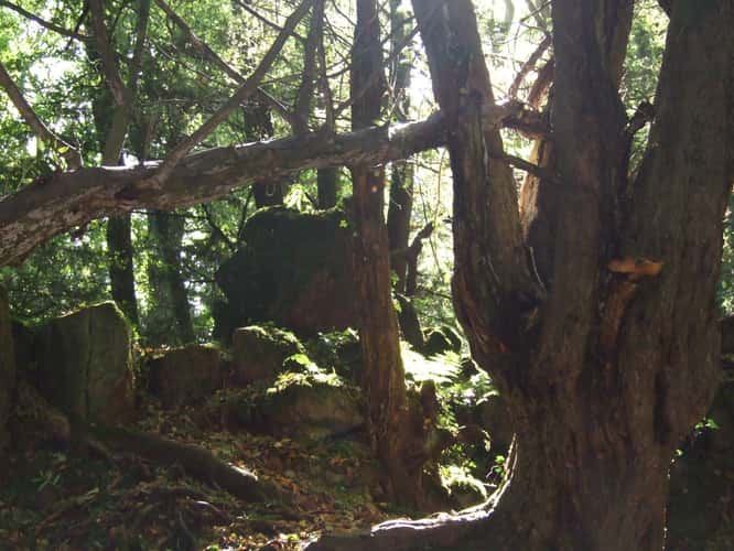 Puzzlewood