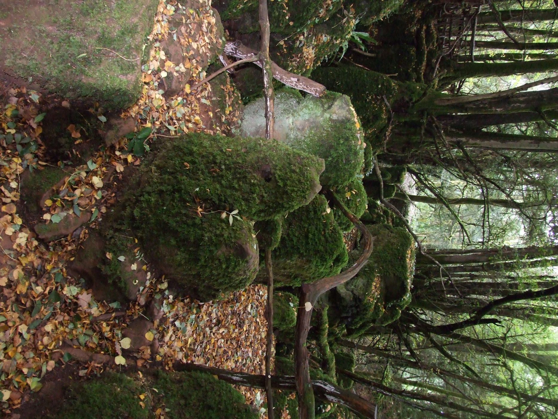 Puzzlewood, United Kingdom