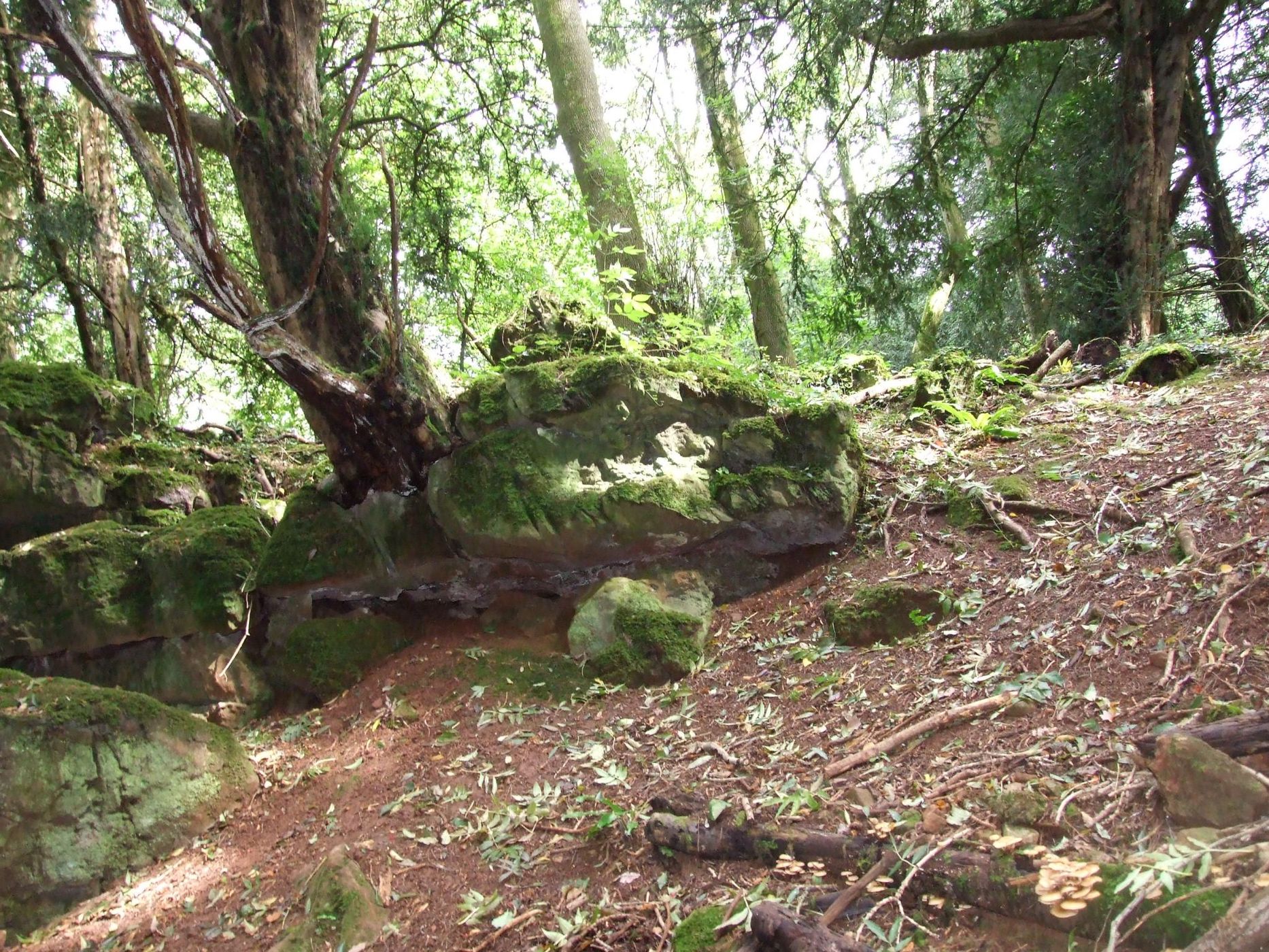 Puzzlewood, United Kingdom