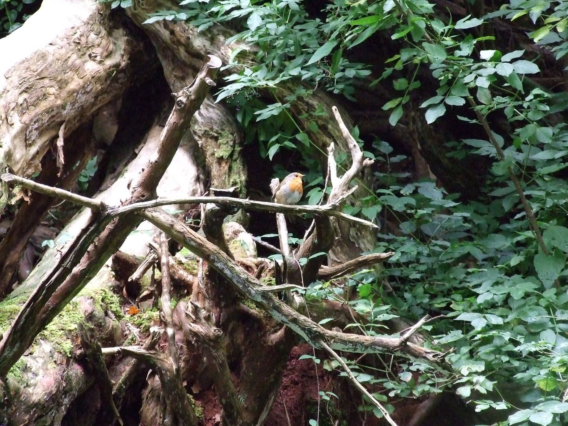 Puzzlewood, United Kingdom