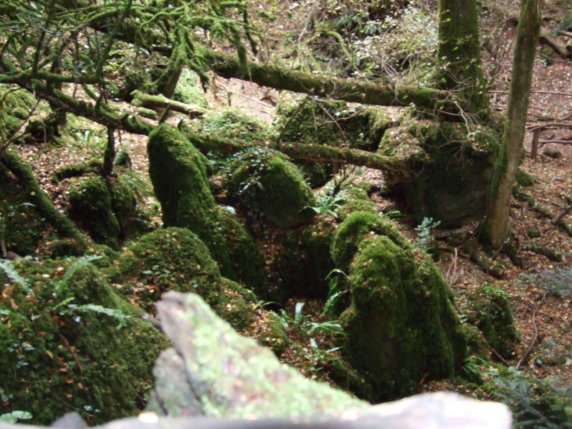 Puzzlewood, United Kingdom