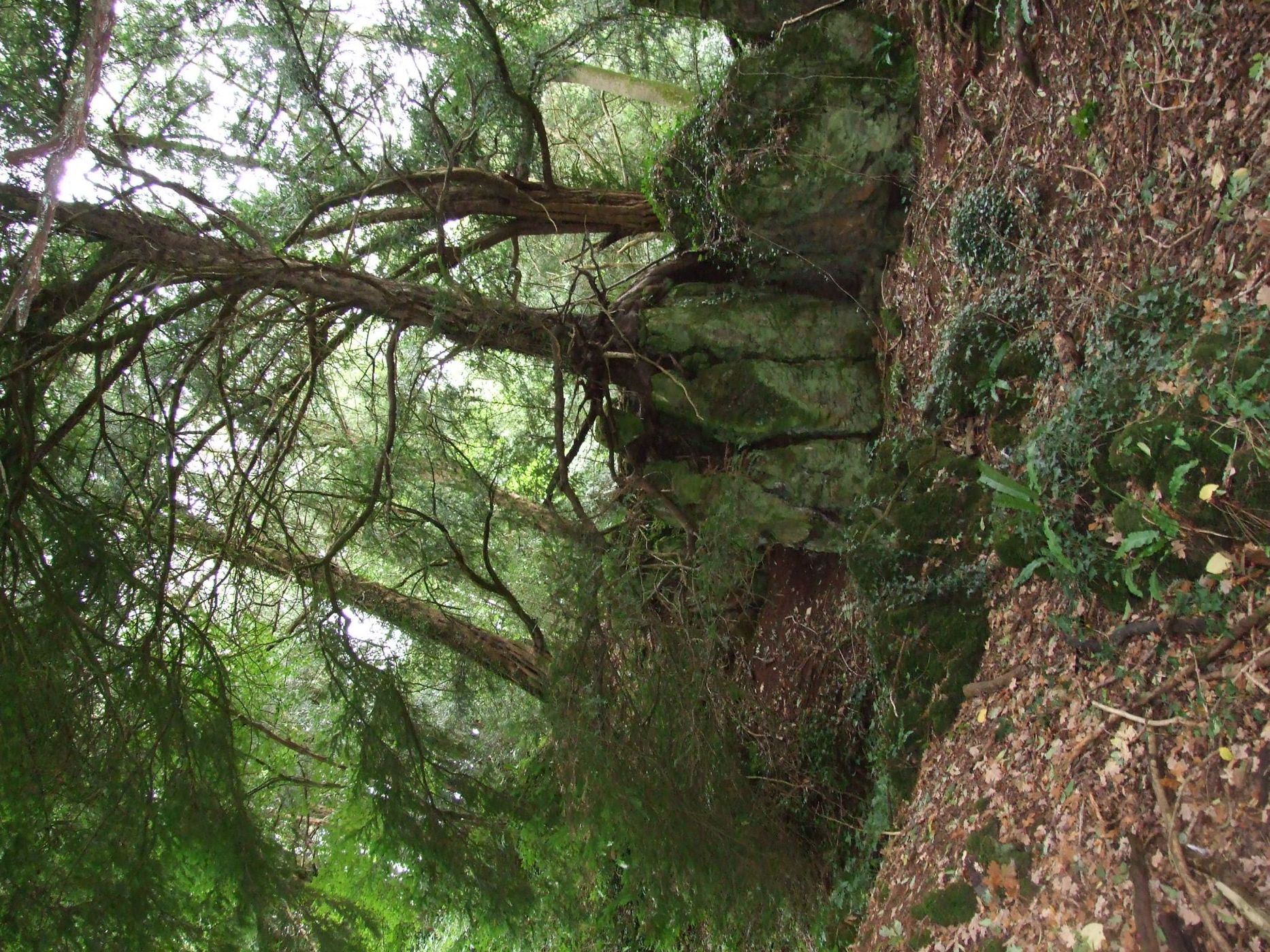 Puzzlewood, United Kingdom