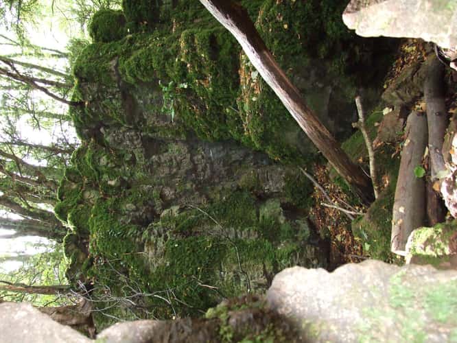 Puzzlewood