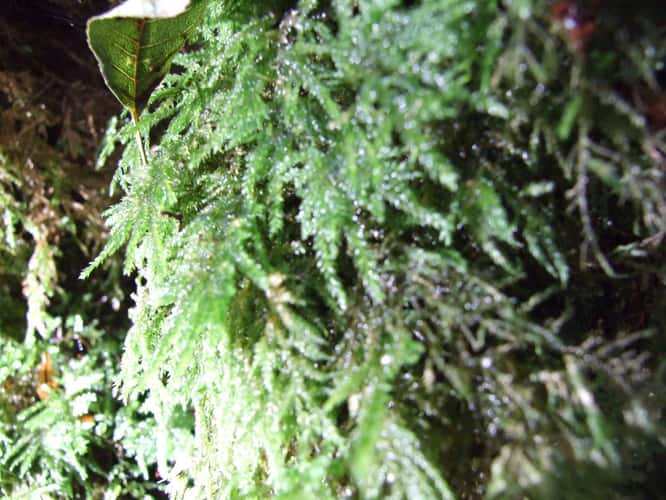 Puzzlewood