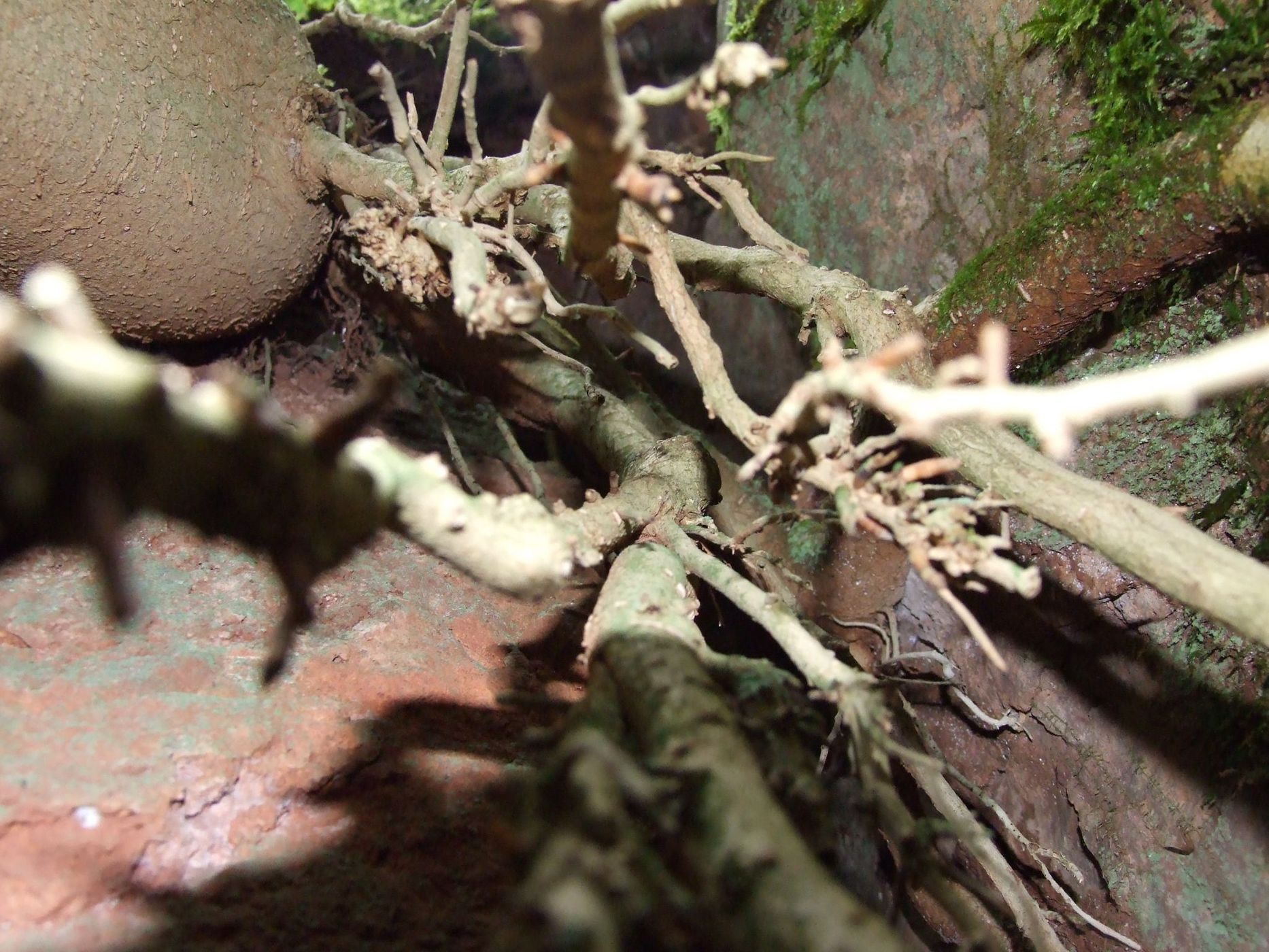 Puzzlewood, United Kingdom