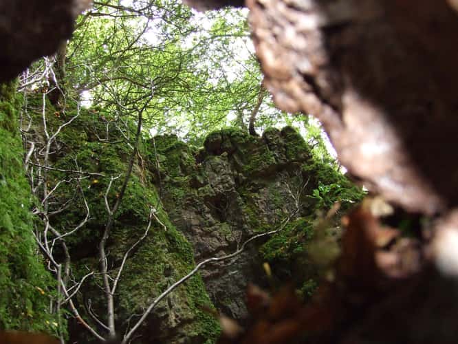 Puzzlewood