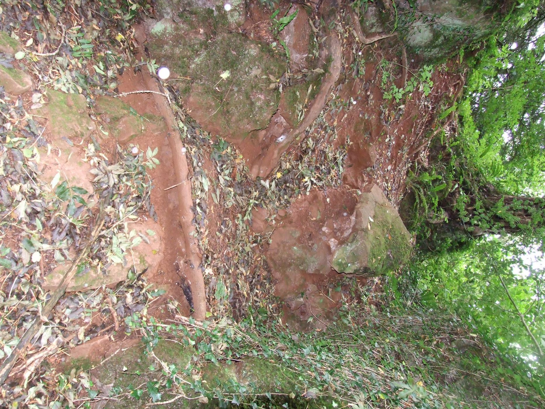 Puzzlewood, United Kingdom