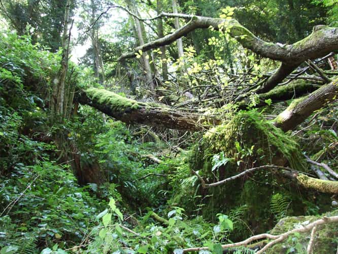 Puzzlewood