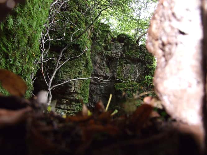 Puzzlewood