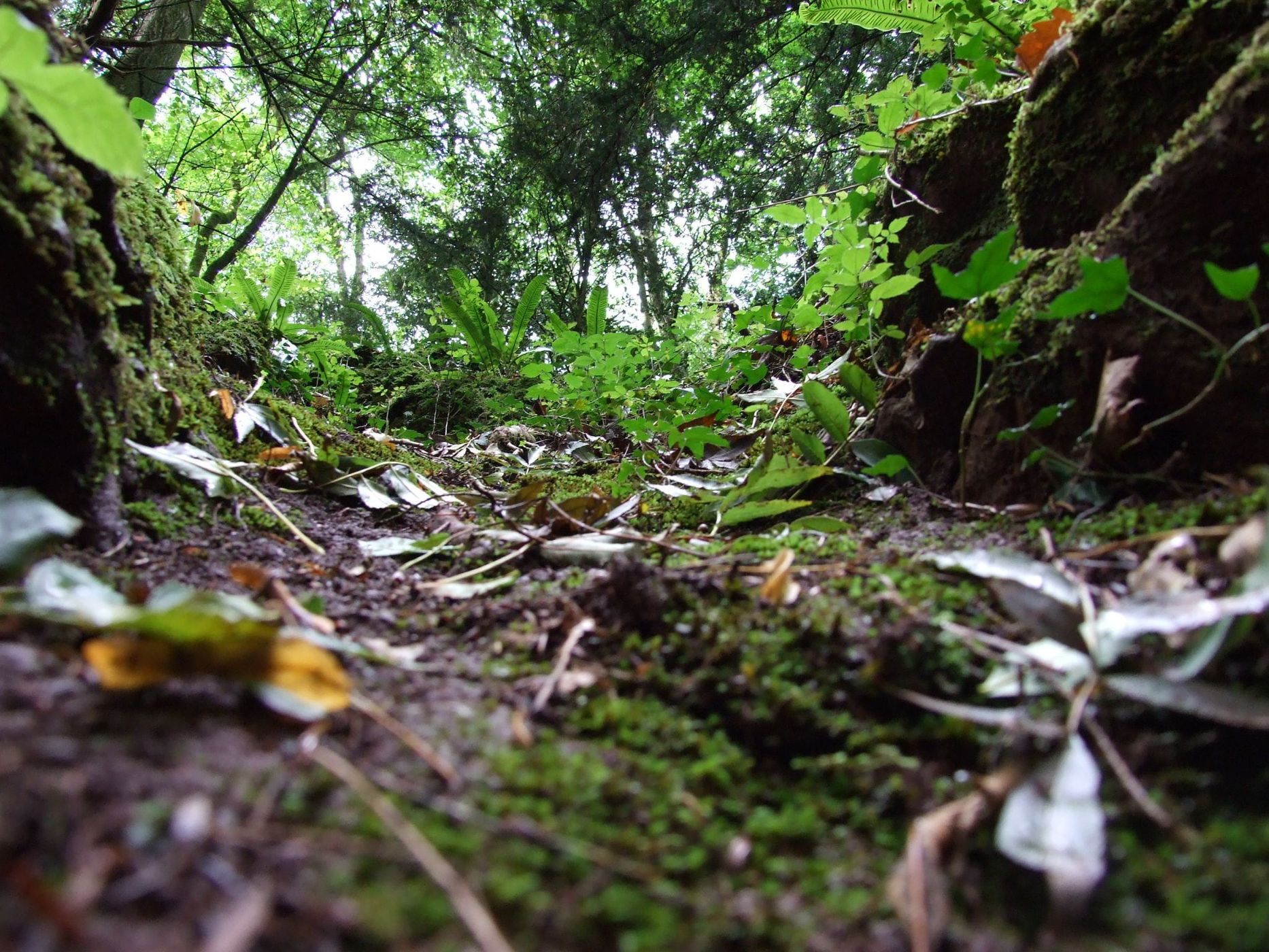 Puzzlewood, United Kingdom