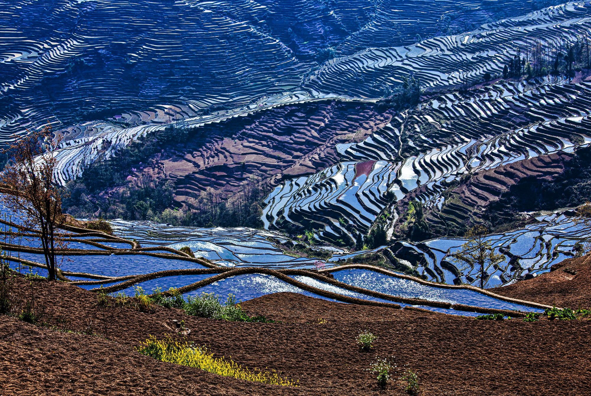 Reisterrassen in Yunnan, China