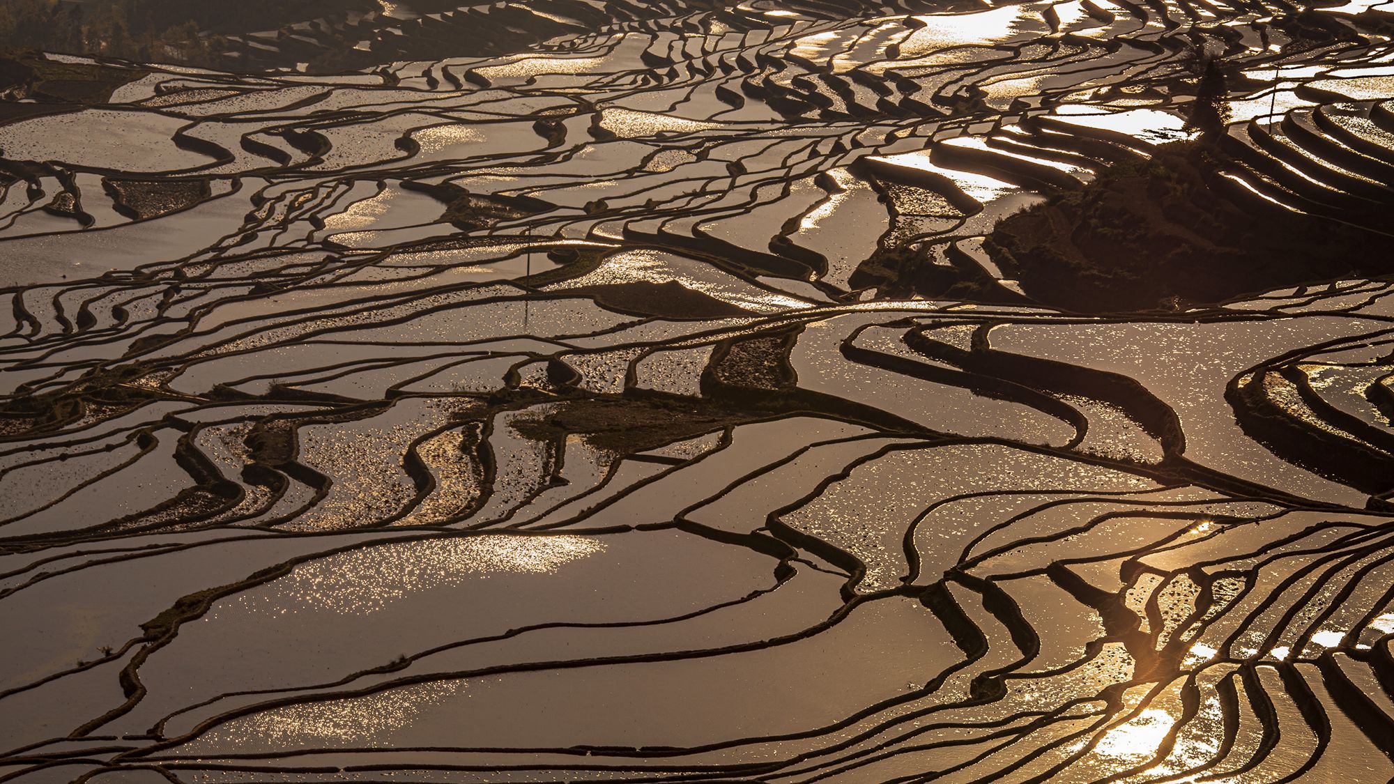 Reisterrassen in Yunnan, China
