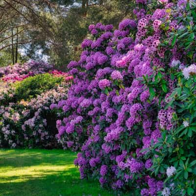 Rhododendron Park, Germany