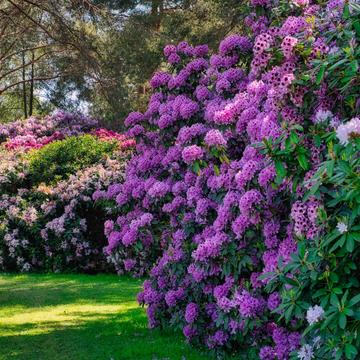 Rhododendron Park, Germany