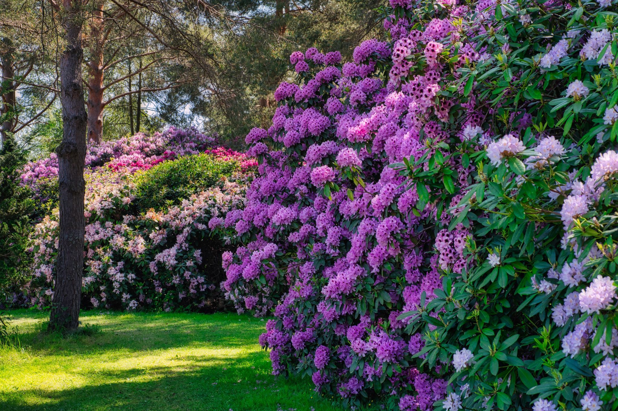 Rhododendron Park, Germany