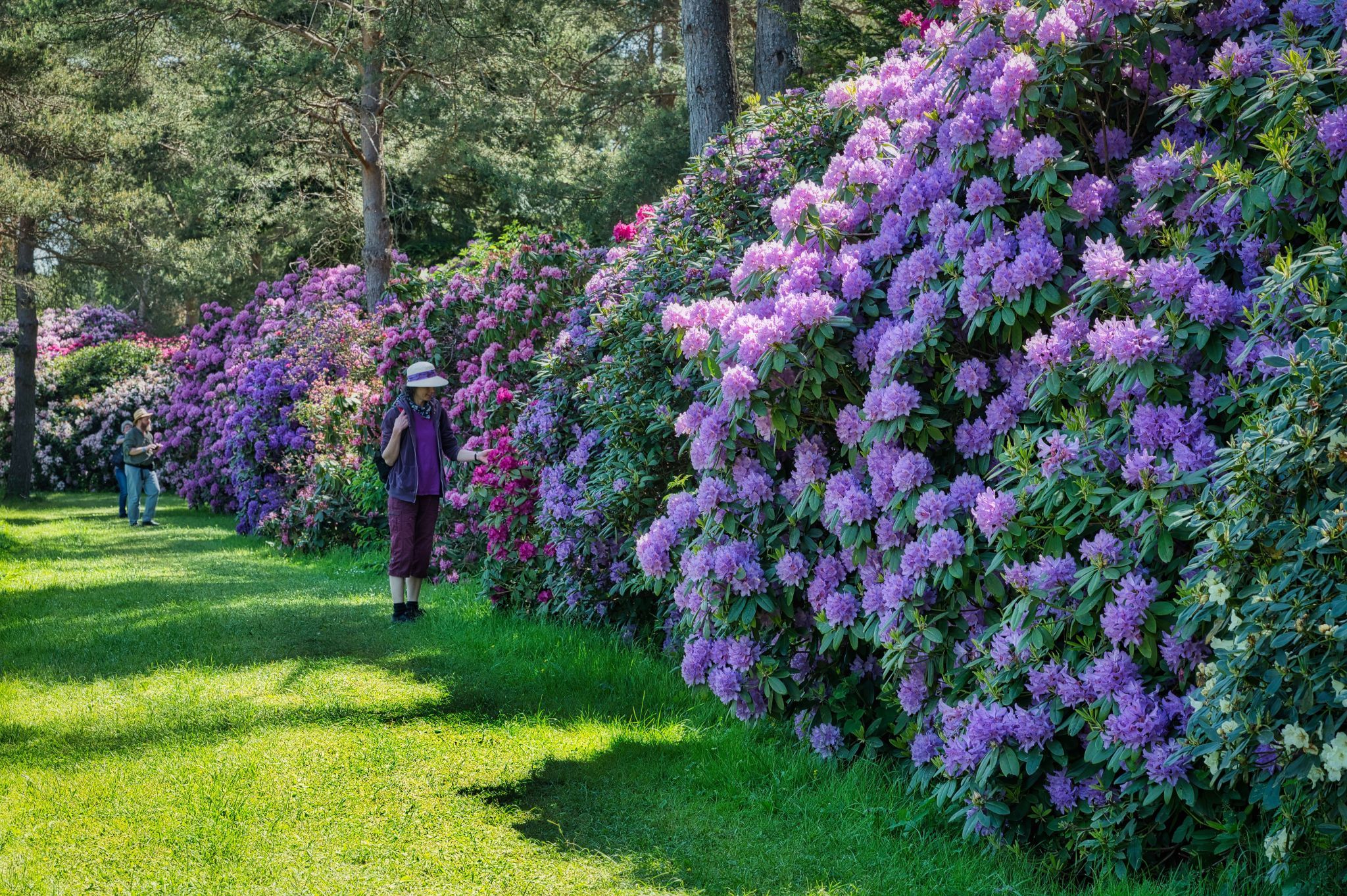 Rhododendron Park, Germany
