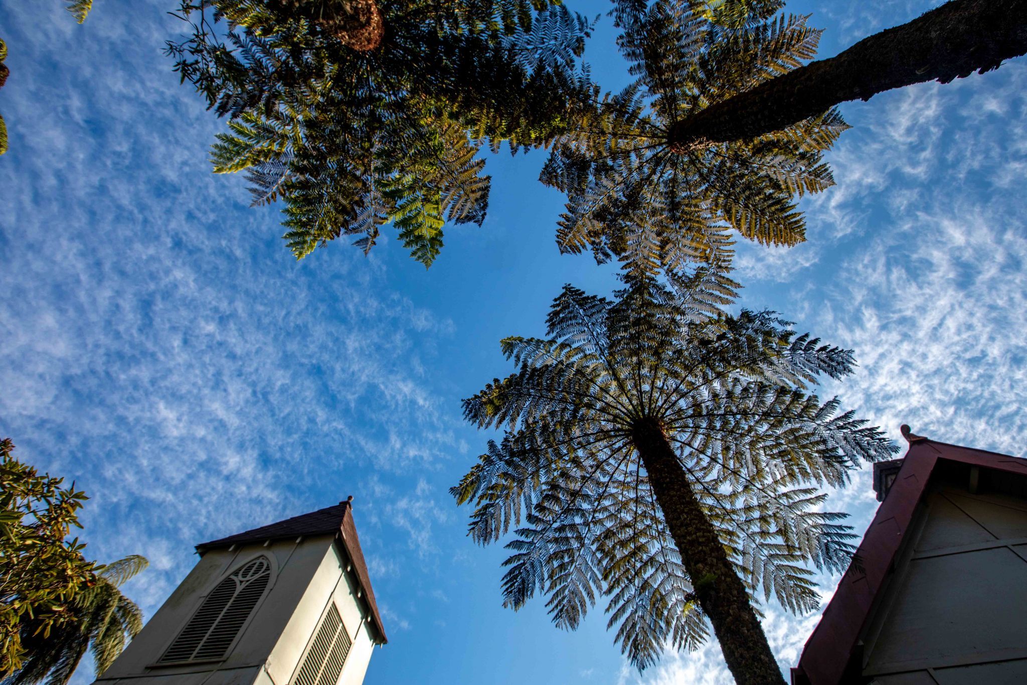 St George's Anglican Church Palm Trees Mt Wilson, Australia