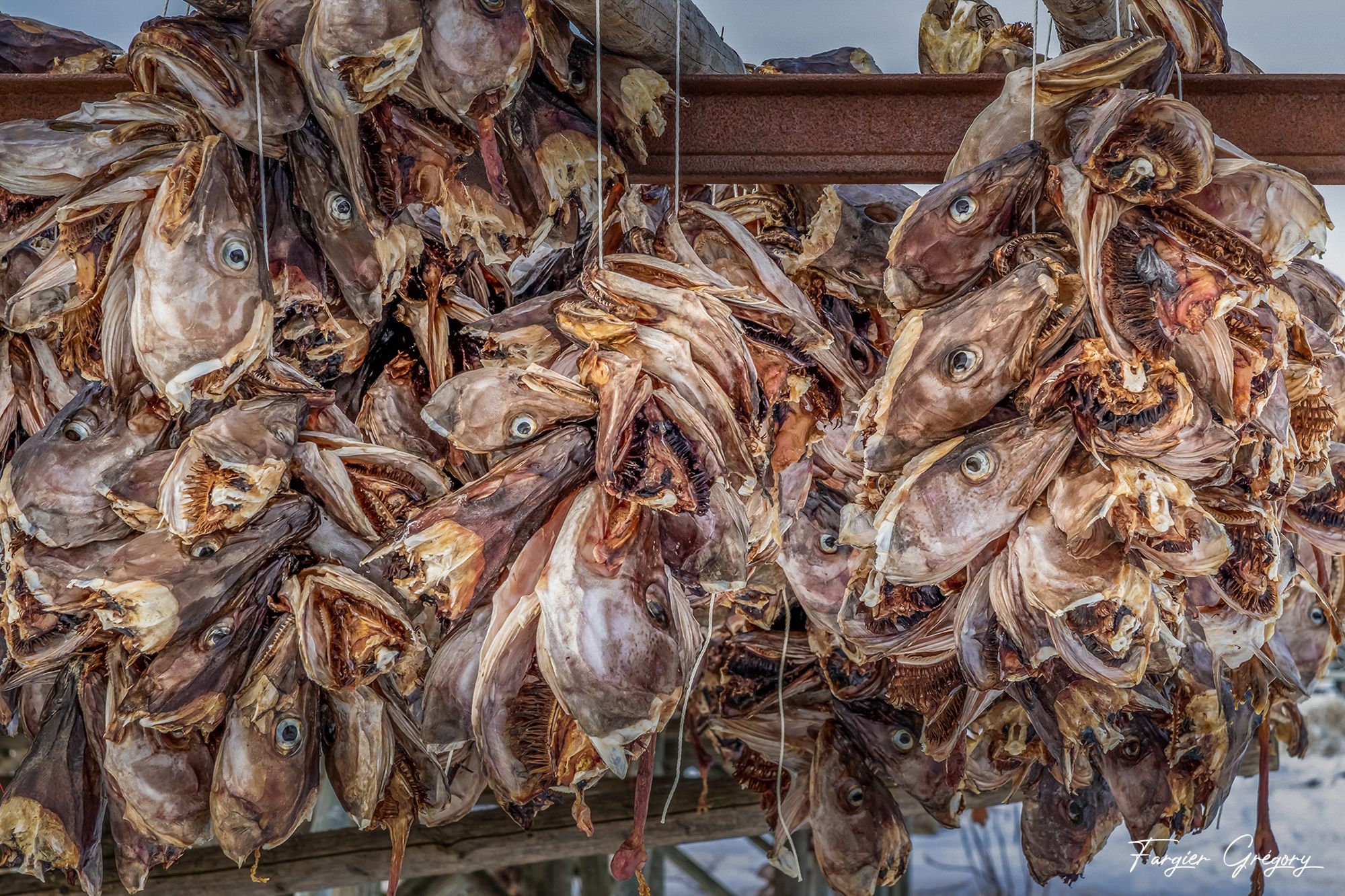 Stockfish, Bostad, Norway
