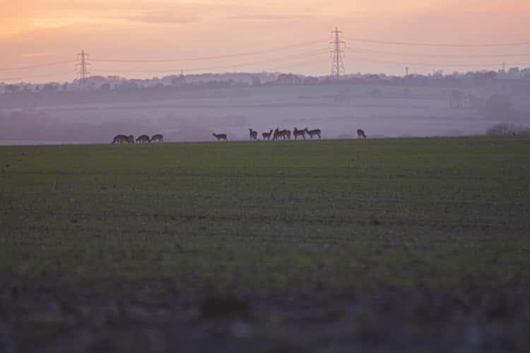 Sunset over Field