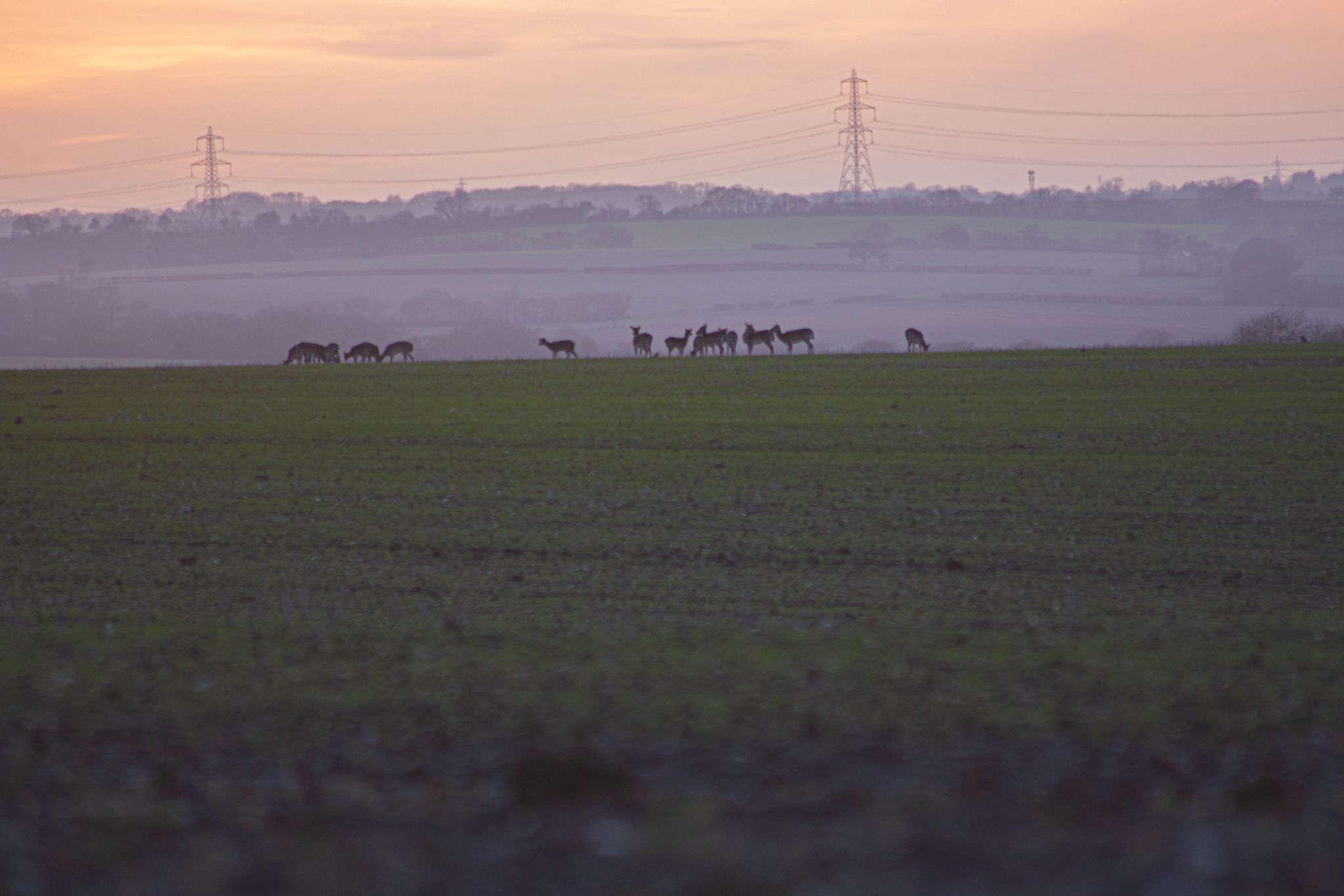 Sunset over Field, United Kingdom