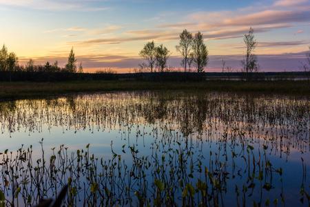 Swamps of the Leningrad Region, Russia