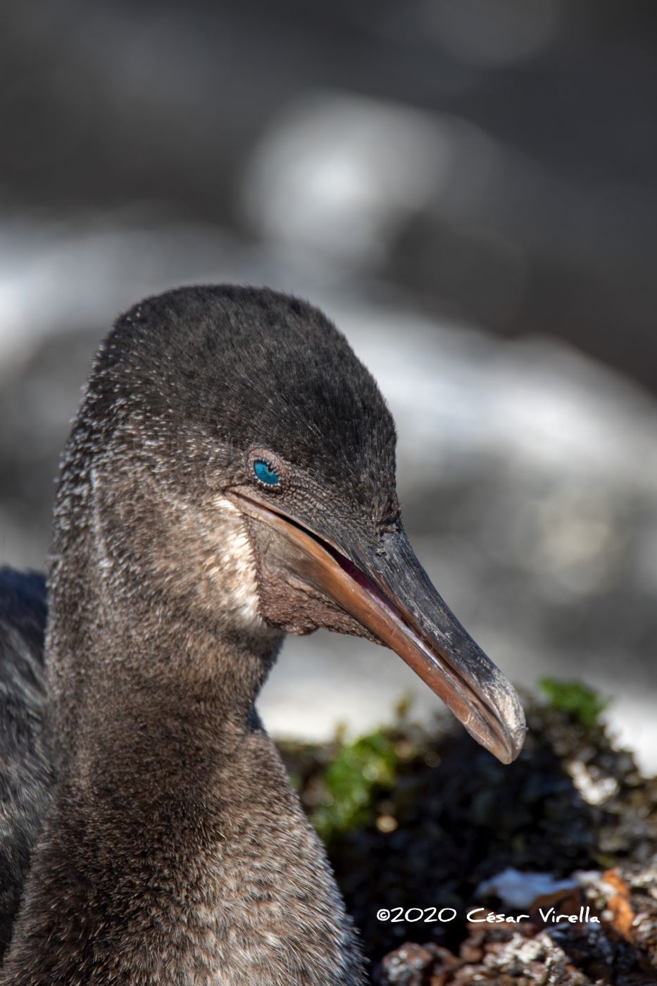 The flightless cormorant Galapagos Islands, Ecuador