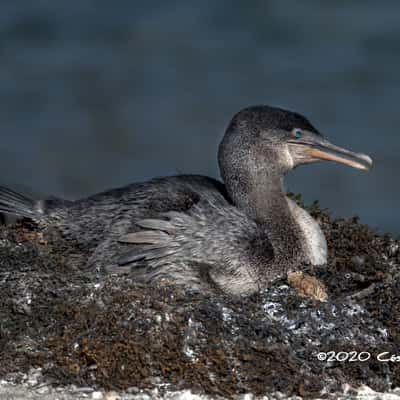 The flightless cormorant Galapagos Islands, Ecuador