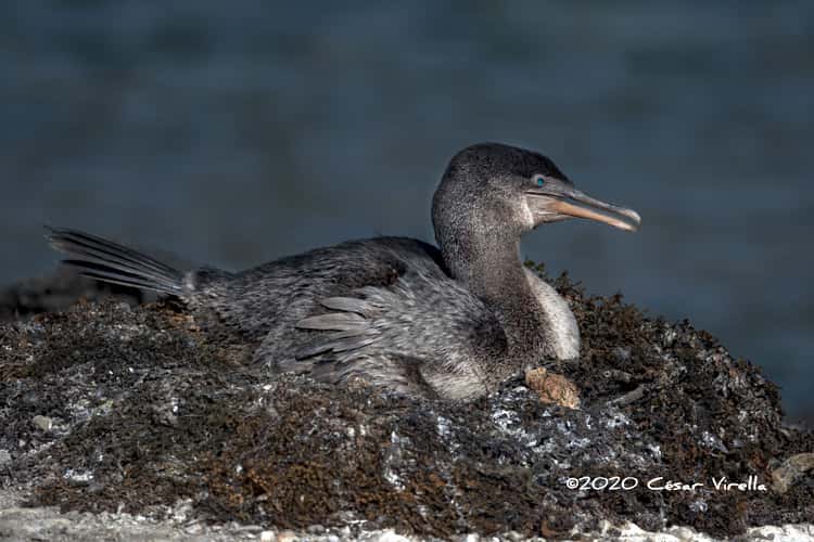 The flightless cormorant Galapagos Islands