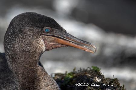 The flightless cormorant Galapagos Islands