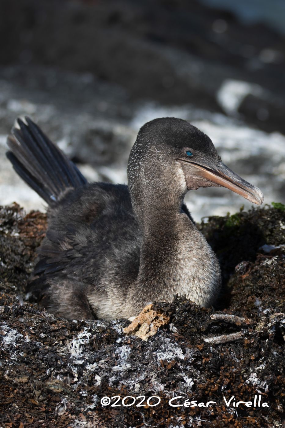 The flightless cormorant Galapagos Islands, Ecuador