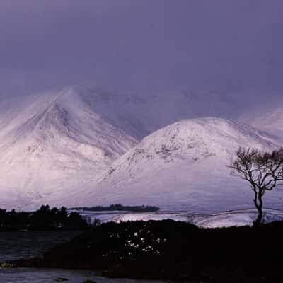 The Tree, United Kingdom