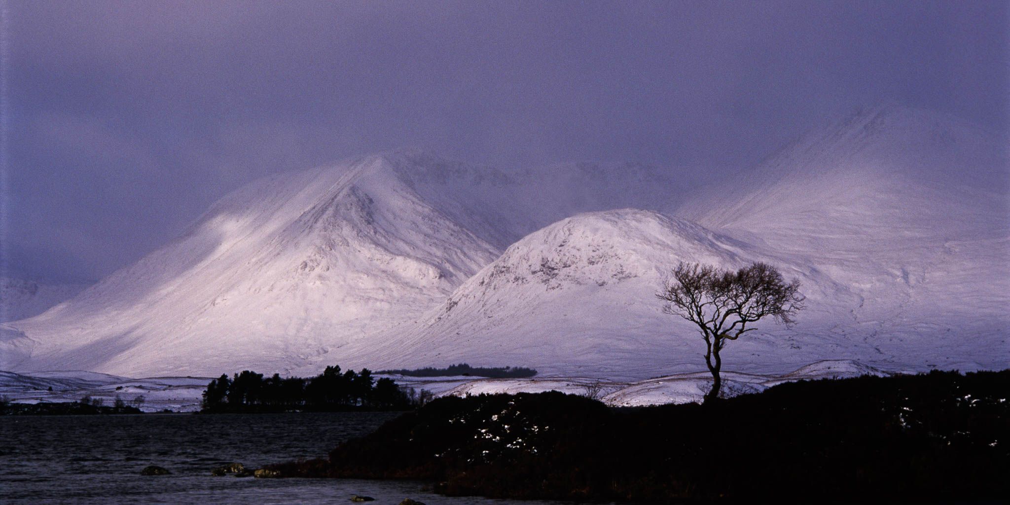 The Tree, United Kingdom