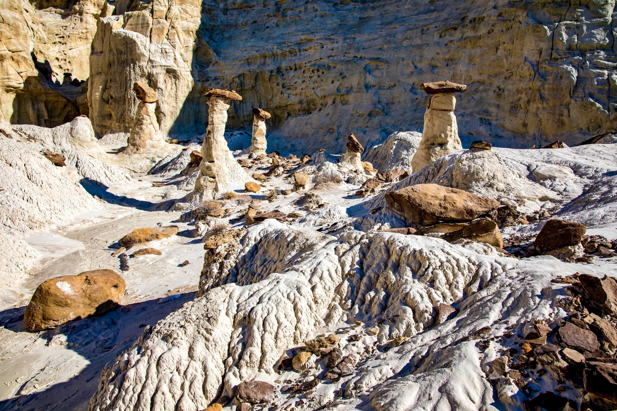 Toadstools, USA