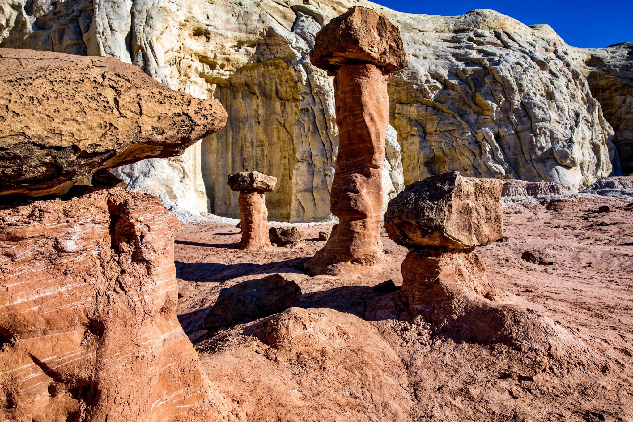 Toadstools, USA