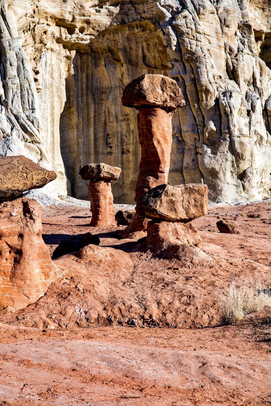 Toadstools, USA
